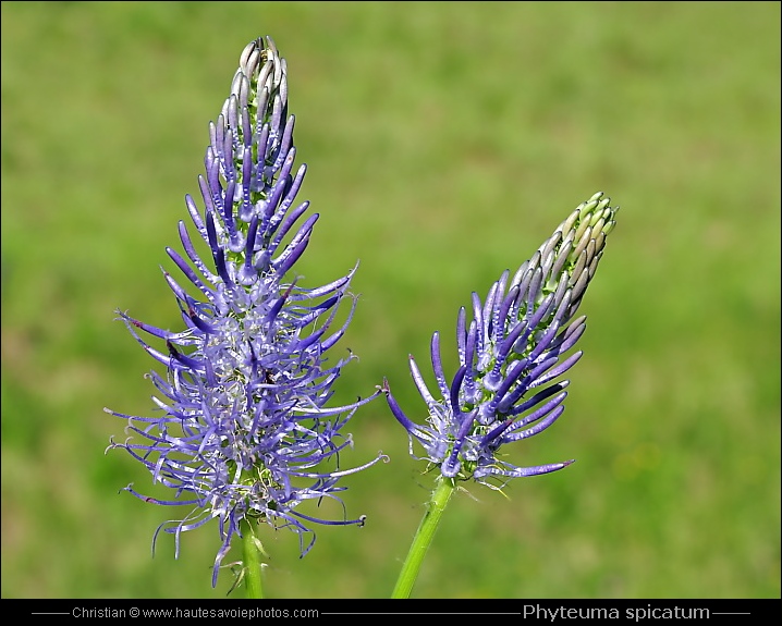 Raiponce en épi - Phyteuma spicatum