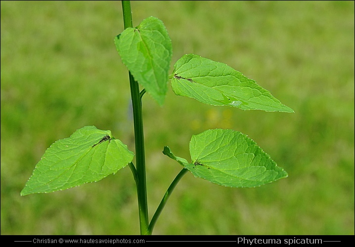 Raiponce en épi - Phyteuma spicatum