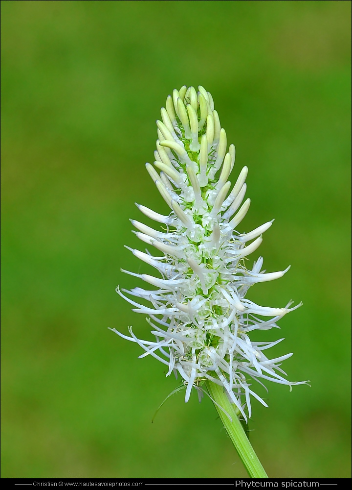 Raiponce en épi - Phyteuma spicatum