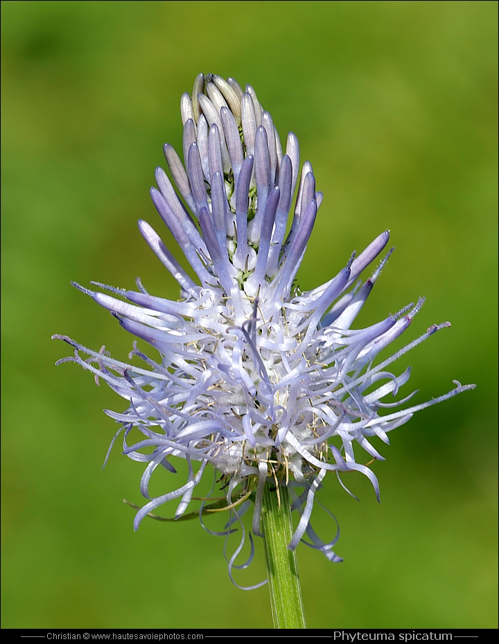 Raiponce en épi - Phyteuma spicatum