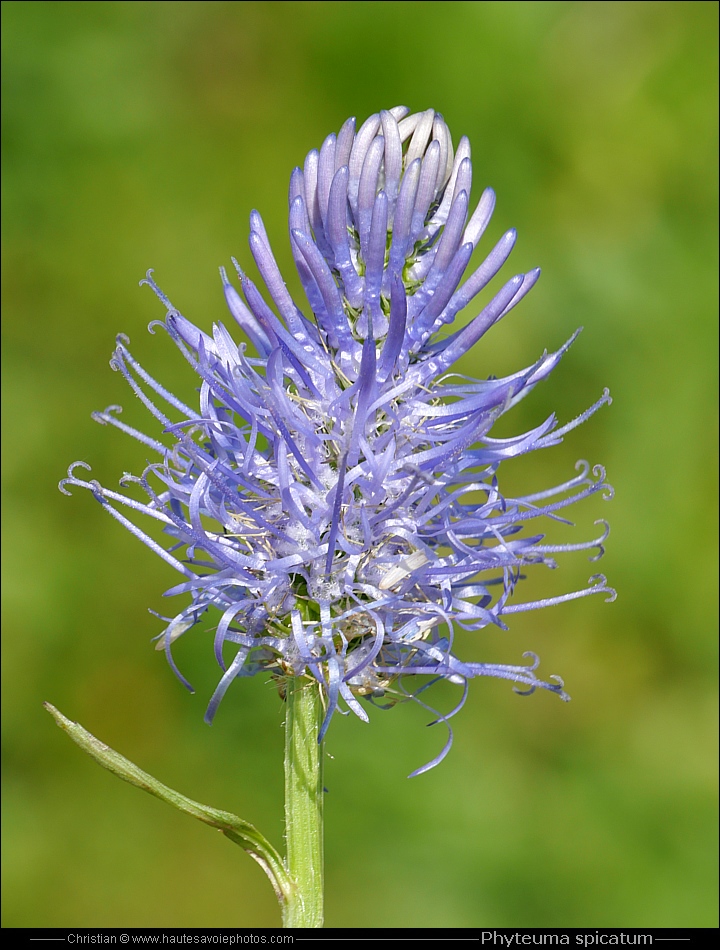 Raiponce en épi - Phyteuma spicatum