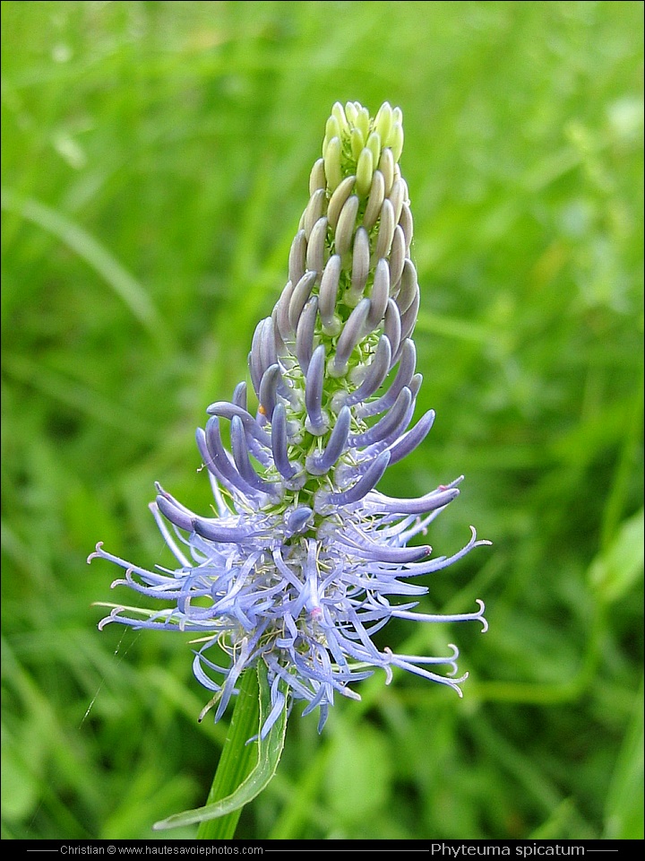 Raiponce en épi - Phyteuma spicatum