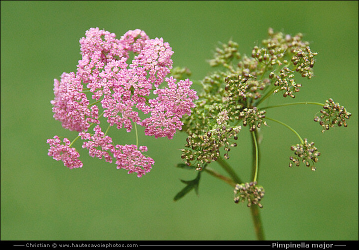 Grand boucage - Pimpinella major