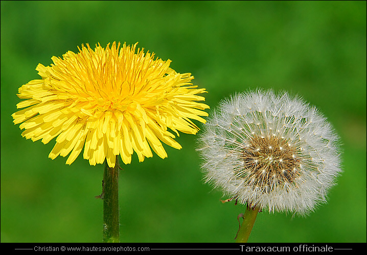 Pissenlit ou Dandelion - Taraxacum officinale