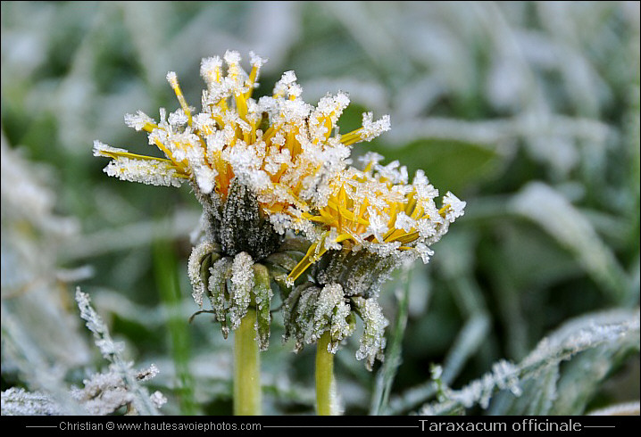 Pissenlit - Taraxacum officinale