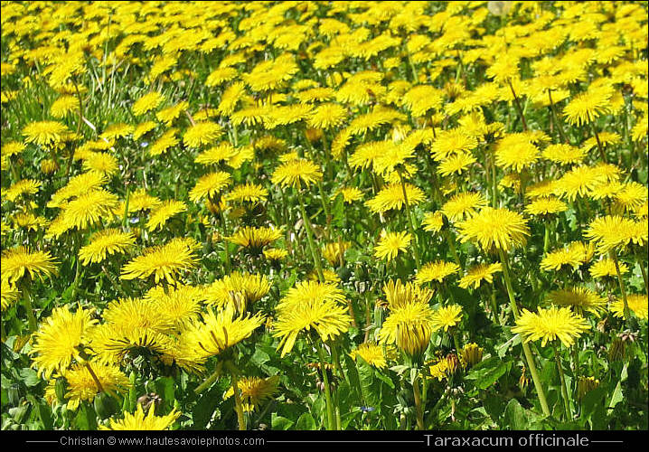 Pissenlit - Taraxacum officinale