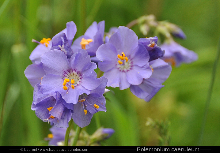 Polémoine bleue - Polemonium caeruleum