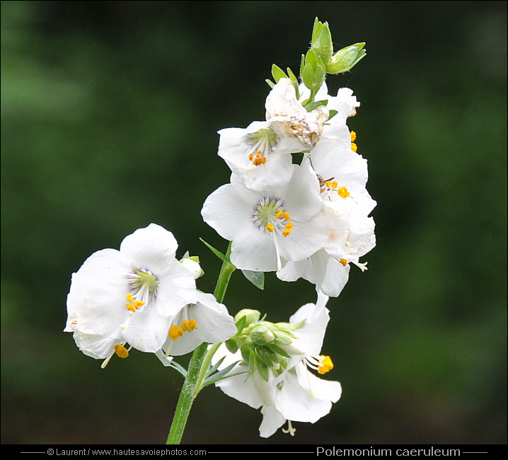 Polémoine bleue - Polemonium caeruleum