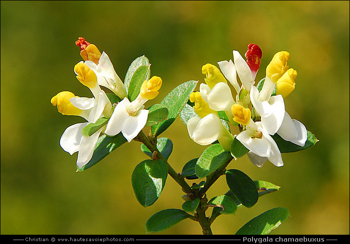 Polygale faux-buis - Polygala chamaebuxus