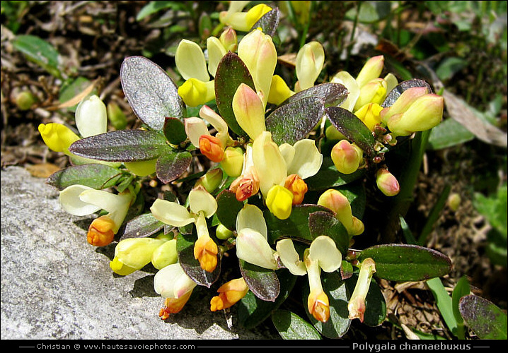 Polygale faux-buis - Polygala chamaebuxus