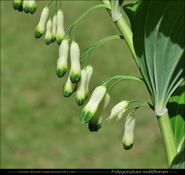 Sceau de Salomon multiflore - Polygonatum multiflorum