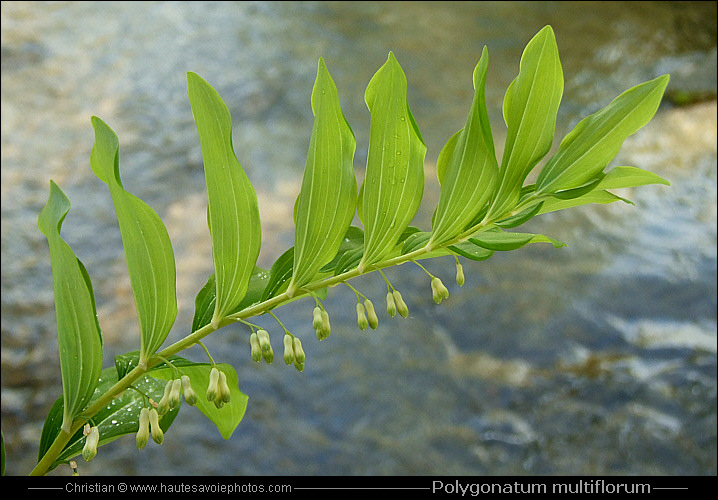 Sceau de Salomon multiflore - Polygonatum multiflorum