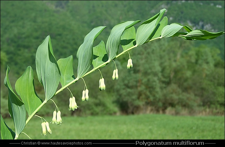 Sceau de Salomon multiflore - Polygonatum multiflorum