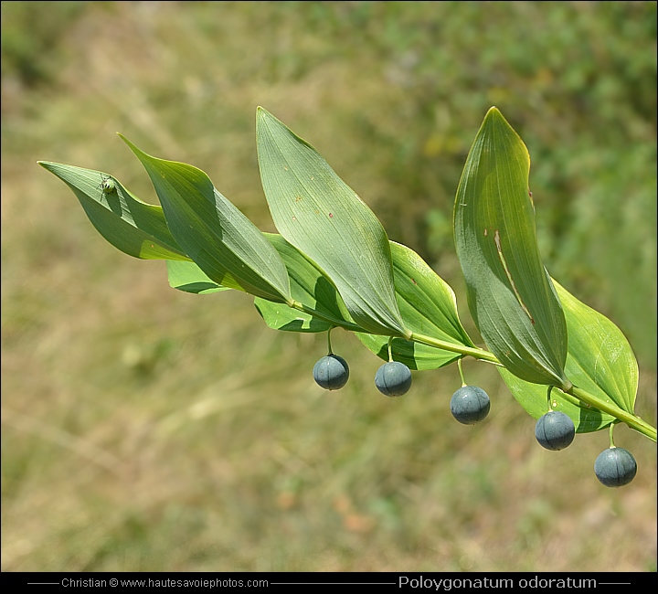 Sceau de Salomon odorant - Polygonatum odoratum