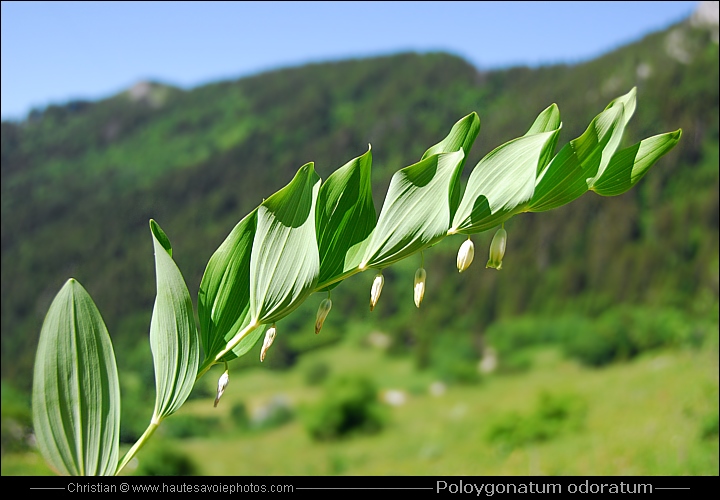 Sceau de Salomon odorant - Polygonatum odoratum