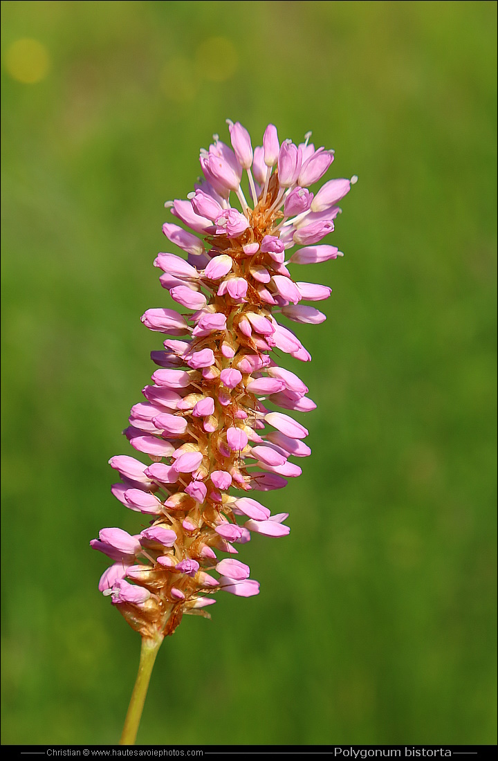 Renouée bistorte - Polygonum bistorta