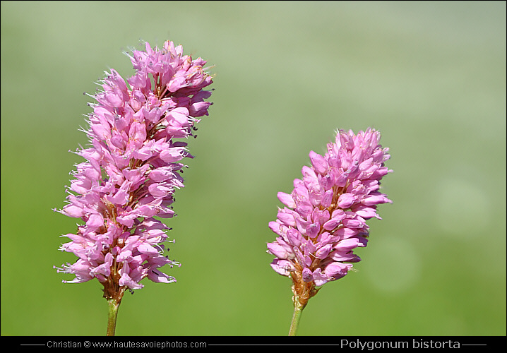 Bistorte - Polygonum bistorta