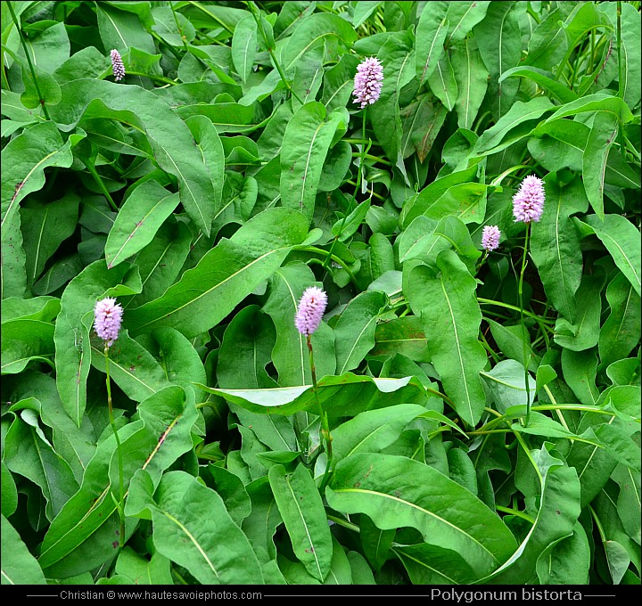 Bistorte - Polygonum bistorta