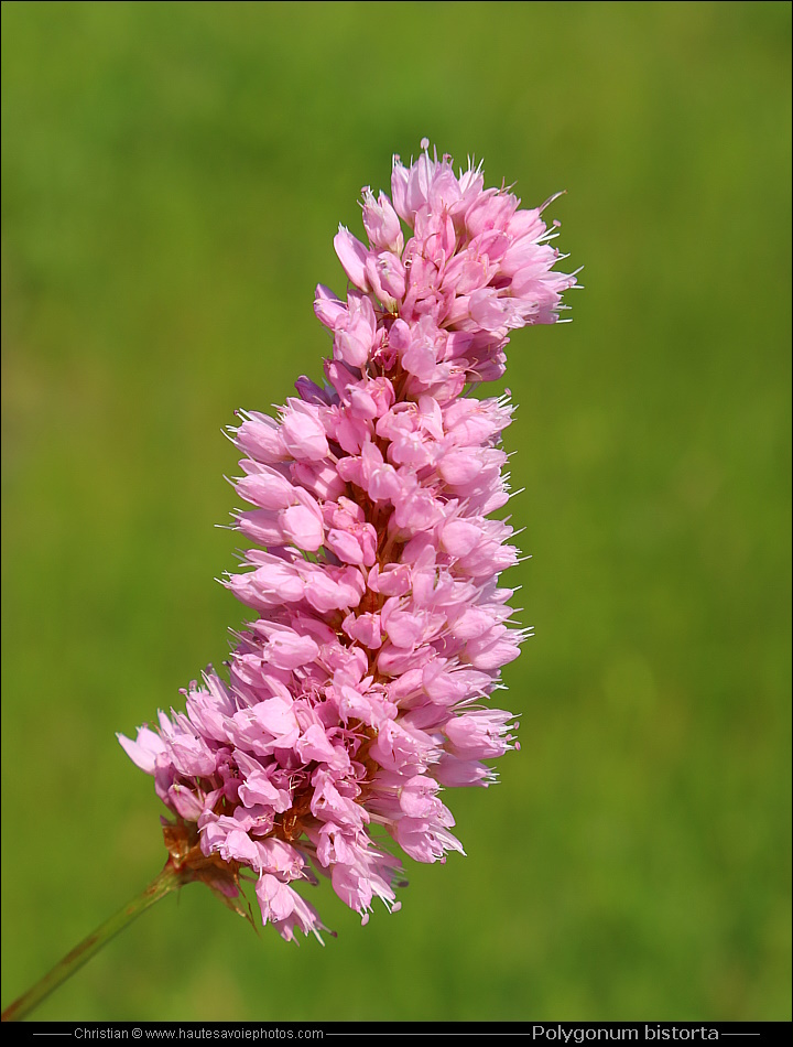 Renouée bistorte - Polygonum bistorta