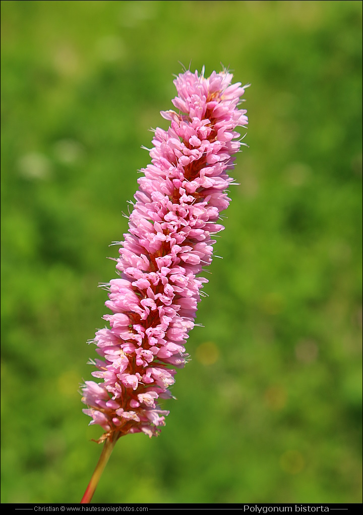 Renouée bistorte - Polygonum bistorta