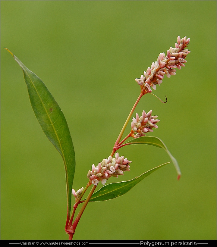 Renouée persicaire - Polygonum persicaria