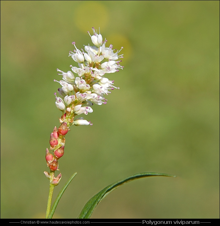 Renouée vivipare - Polygonum viviparum