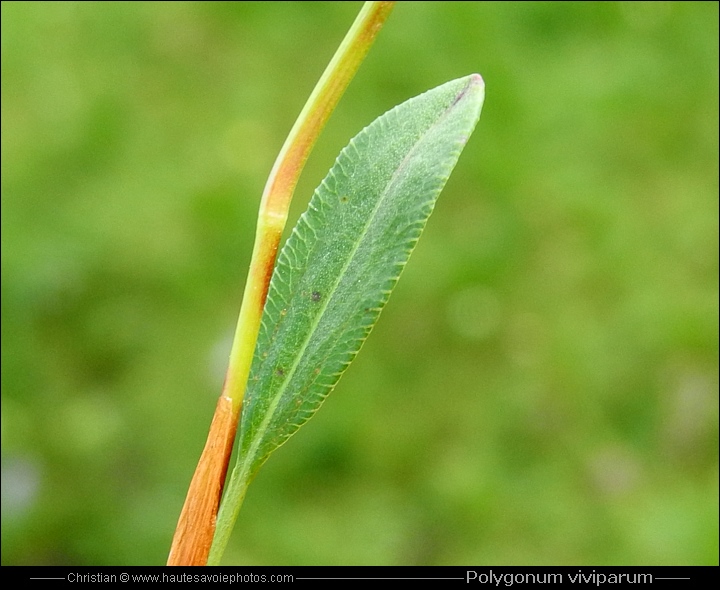 Renouée vivipare - Polygonum viviparum