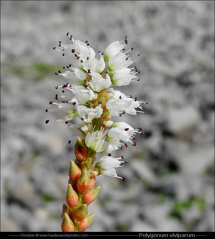 Renouée vivipare - Polygonum viviparum