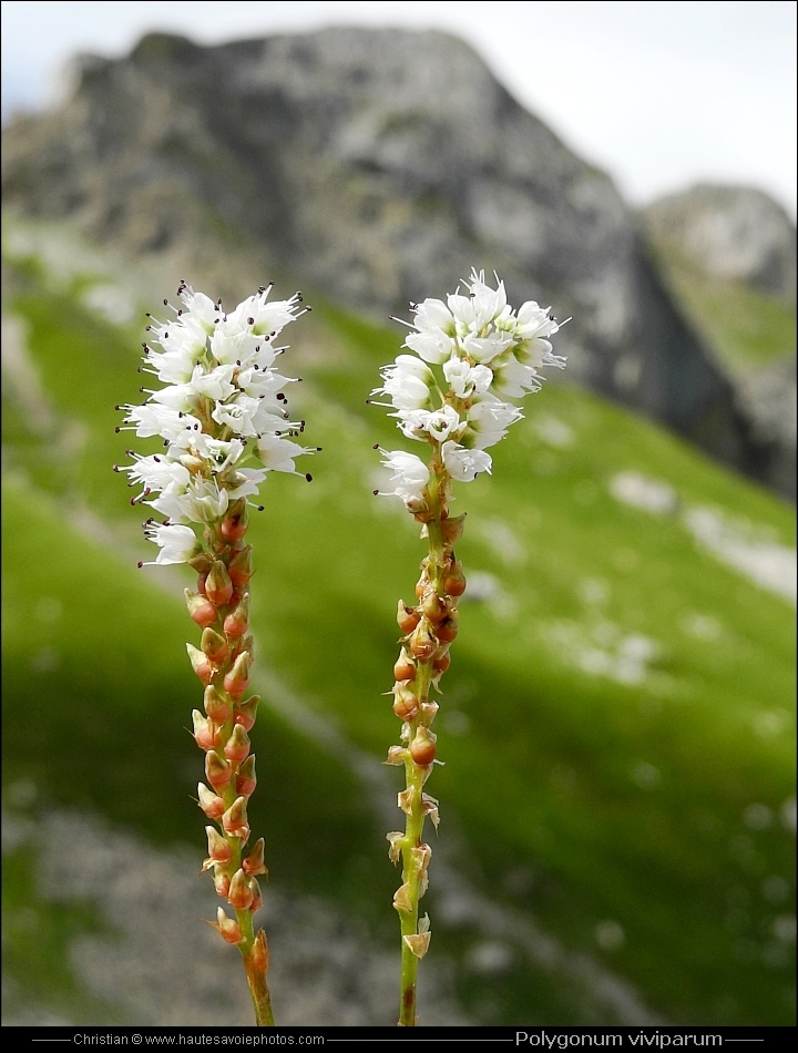 Renouée vivipare - Polygonum viviparum