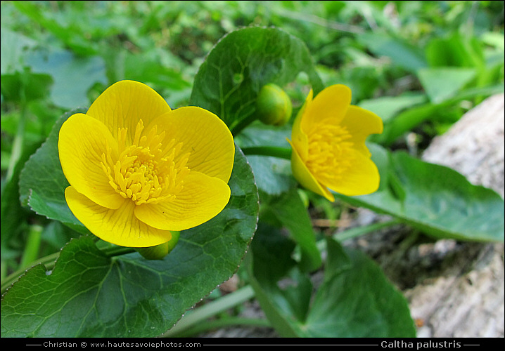 Populage des marais - Caltha palustris