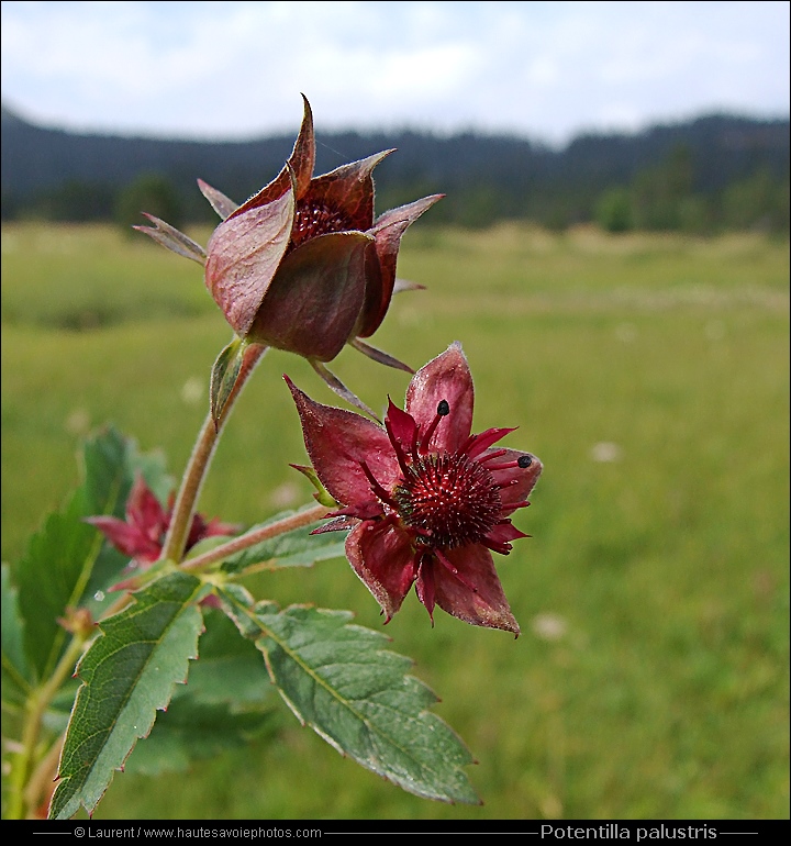 Comaret des marais - Potentilla palustris