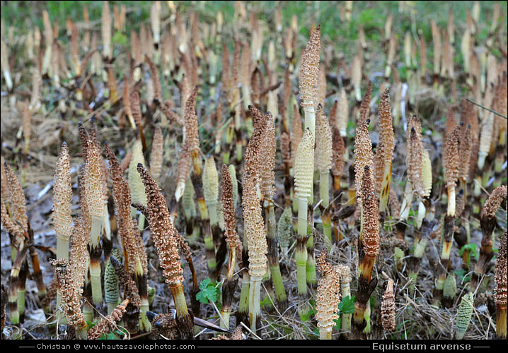 Prêle des champs - Equisetum arvense