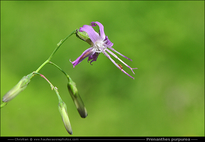 Prénanthe pourpre - Prenanthes purpurea