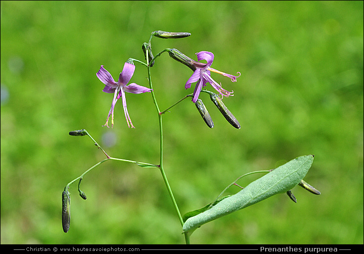 Prénanthe pourpre - Prenanthes purpurea