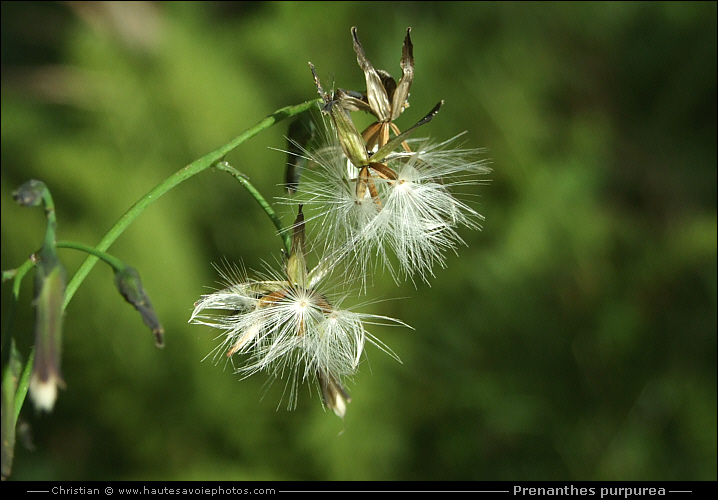 Prénanthe pourpre - Prenanthes purpurea