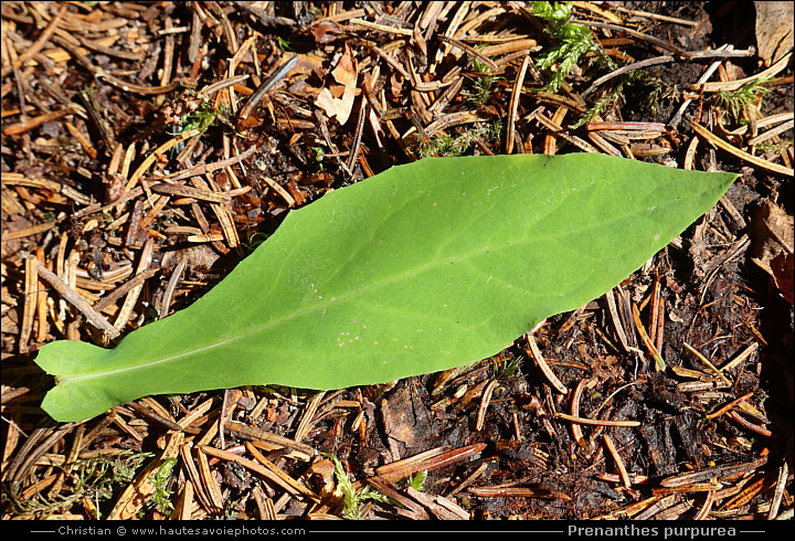 feuille de Prénanthe pourpre - Prenanthes purpurea