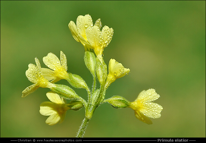 goutelettes de rosée sur Primevère élevée