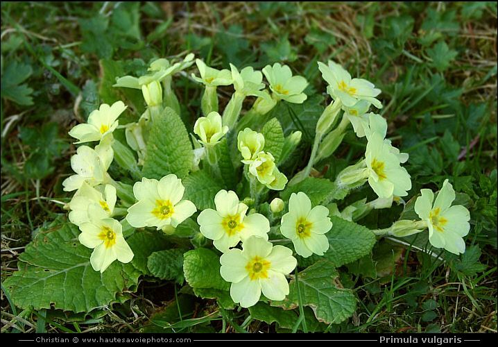 plant de Primevère