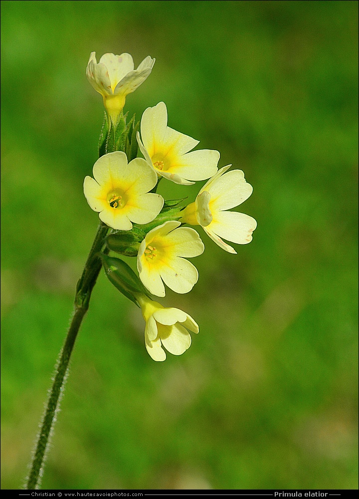 Primevère élevée - Primula elatior