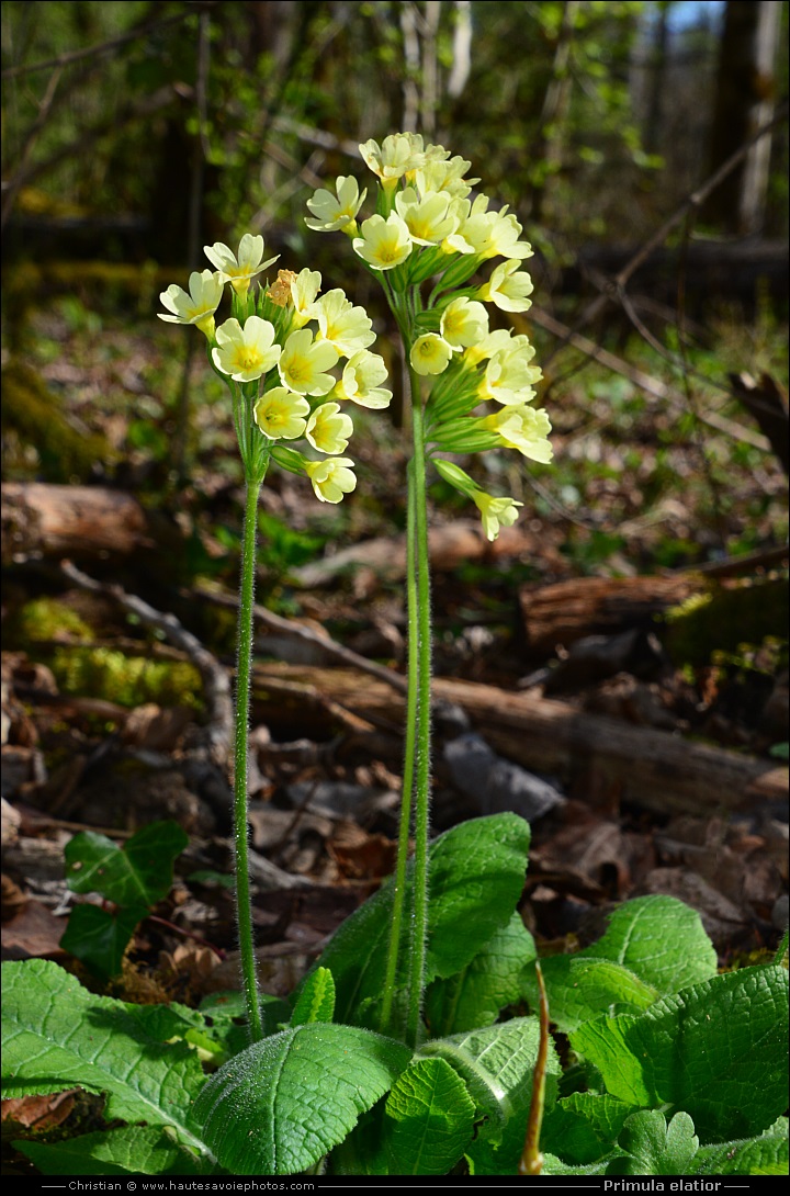 Primevère élevée - Primula elatior