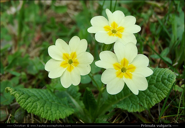 Primula vulgaris