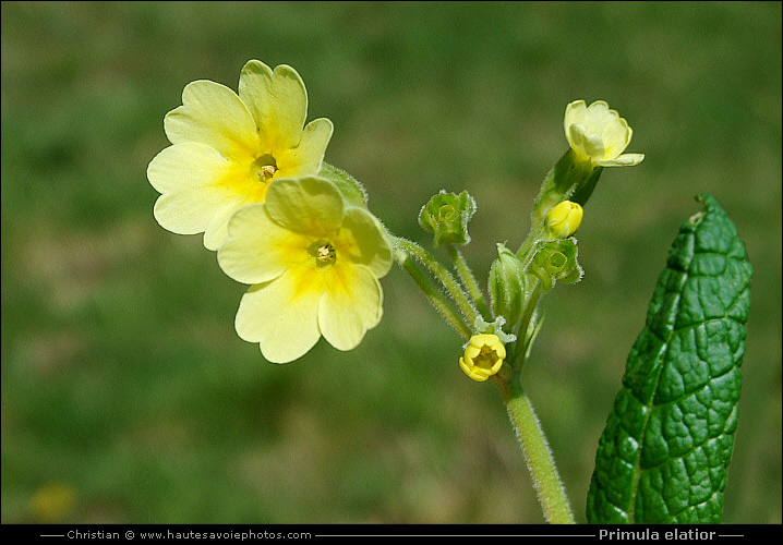 fleur de Primula elatior