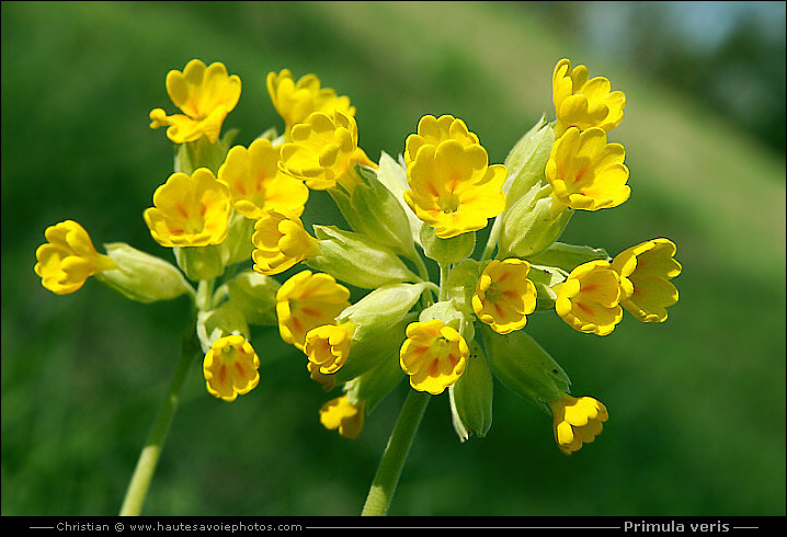 Primula veris