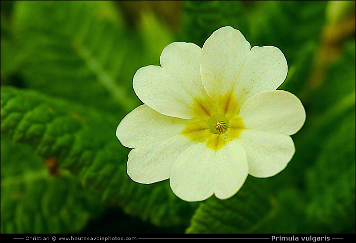 fleur de Primevère