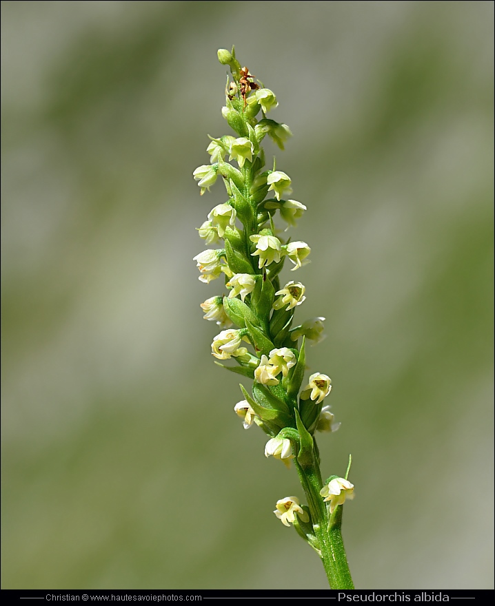 Pseudorchis blanc - Pseudorchis albida