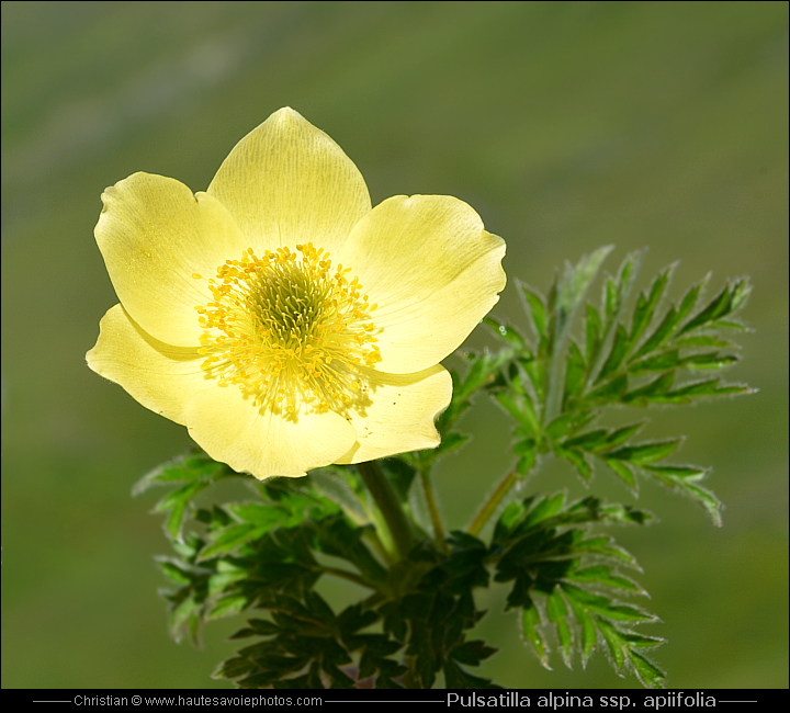 Anémone soufrée - Pulsatilla alpina spp. apiifolia