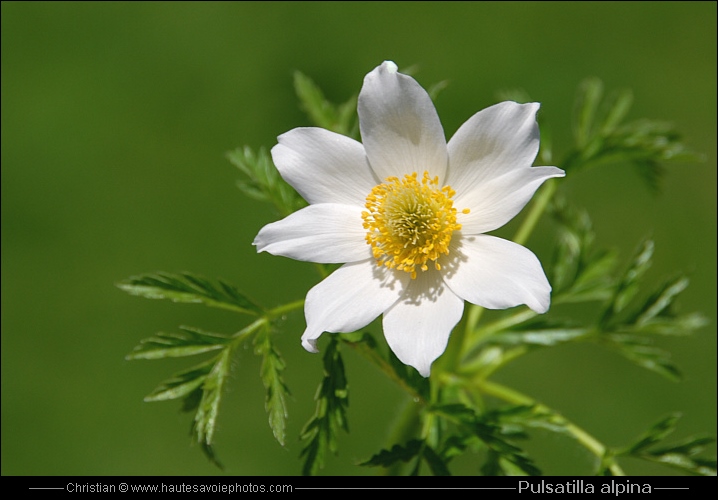 Pulsatille des Alpes ou Anémone des Alpes - Pulsatilla alpina