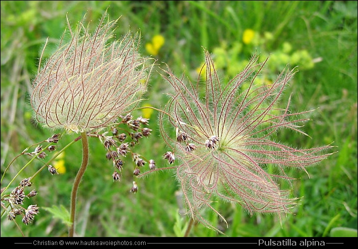 Fruit de la Pulsatille des Alpes - Pulsatilla alpina