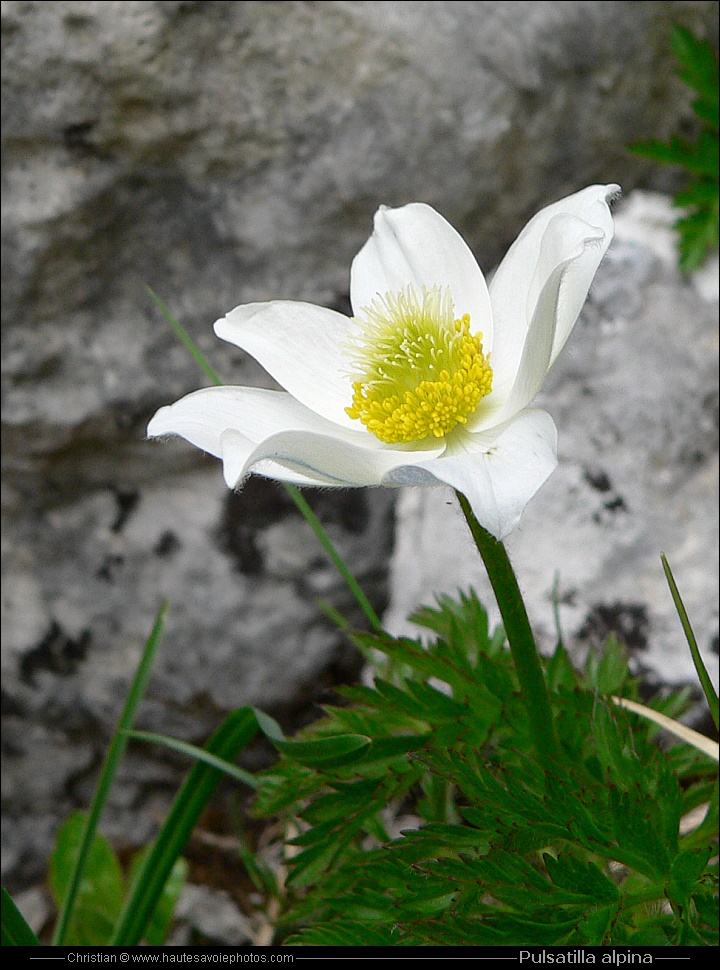 Pulsatille des Alpes - Pulsatilla alpina