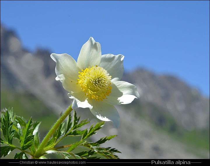 Pulsatille des Alpes - Pulsatilla alpina